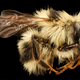 A frankly adorable dead bumblebee.